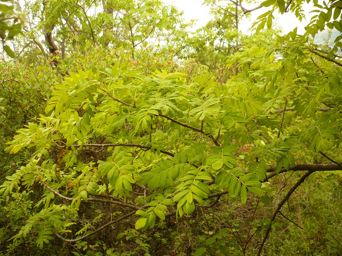 Sorbus domestica (Rosaceae)